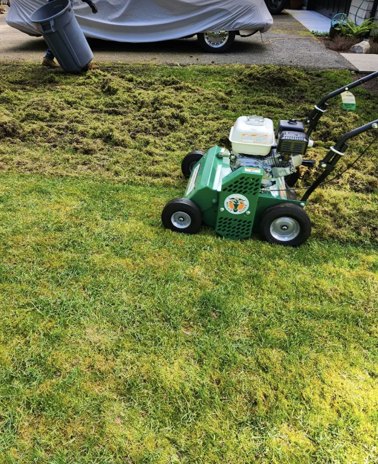 Power rake pulling moss out of a lawn, thatch raked into rows