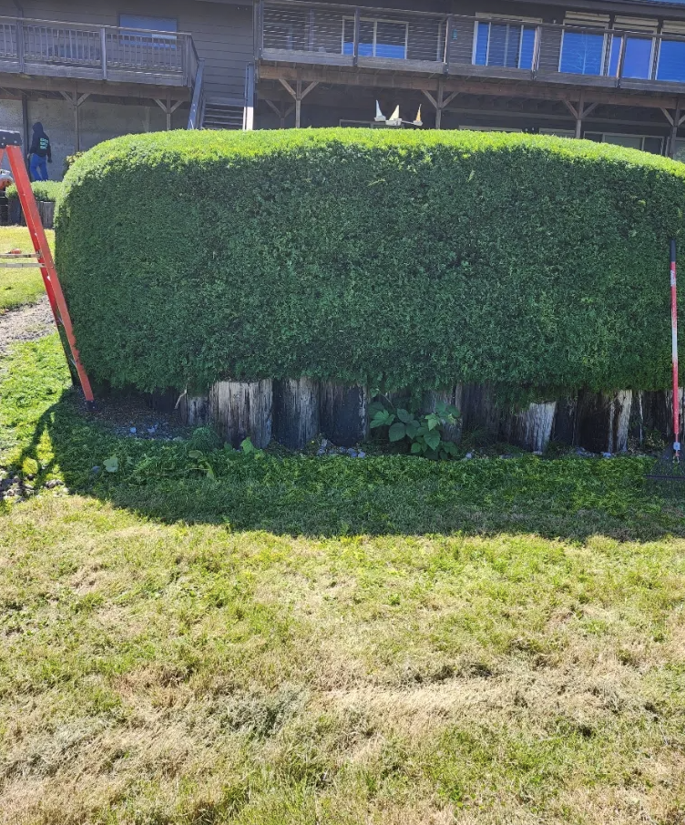 Large laurel hedge squared off and shaped after trimming, clippings cleared